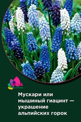Растение морской лук - 57 фото