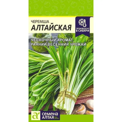 Onion Black-red Allium Atrosanguineum. Stock Photo - Image of meadow,  subalpine: 165576498