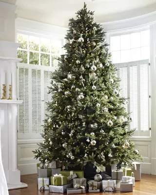 Американская елка Фразер — идеальный выбор на Новый год и Рождество