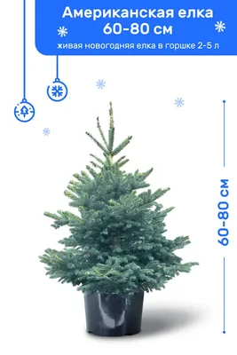 Ель Голубая (Американская), живая новогодняя елка в пластиковом горшке (2-5  л), 60-80 см - купить с доставкой по выгодным ценам в интернет-магазине  OZON (805083250)