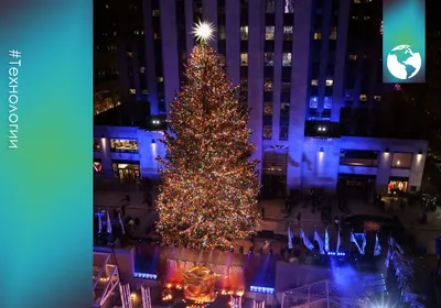 В США появилась идеальная новогодняя елка