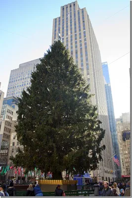 Главная елочка страны находится напротив Белого дома в Вашингтоне #сша... |  christmas tree | TikTok