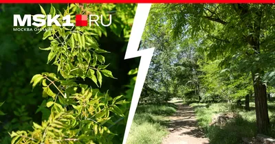 Дерево клена или американский клен в парке озером Подача весны Стоковое  Фото - изображение насчитывающей цветорасположение, свет: 115329016