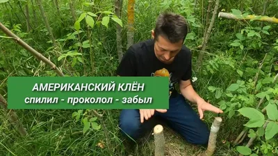 Клен MAGIC FOREST Клен - купить по выгодным ценам в интернет-магазине OZON  (1199726248)