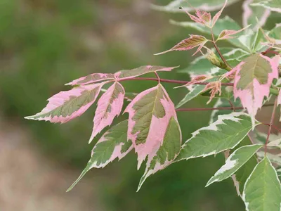 MW0111318, Acer negundo (Клен ясенелистный, Клен американский), specimen