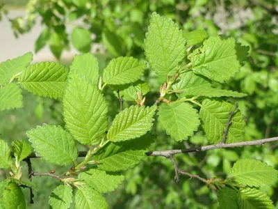 Fiddletree Whitewood тополя Tulip Tuliptree дерева Tulip дерева Tulip  Tulipifera лириодендрона тополь американского желтого цветов Стоковое Фото  - изображение насчитывающей красивейшее, тычинка: 198322804