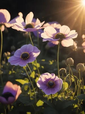 Premium Free ai Images | cvety anemony svetit solnce sadu