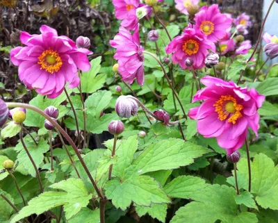 Anemone blanda, Анемона нежная