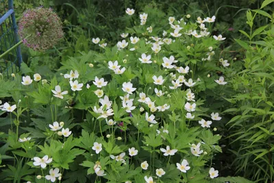 Анемона японская Pamina - Анемона - GardenPlants