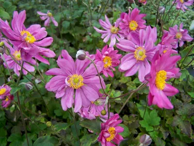Анемона японская (Anemone japonica) - купить саженцы в Минске и Беларуси