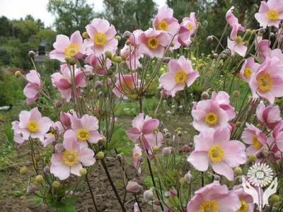 Анемона корончатая Сильфида (Anemone coronaria Sylphide) - Луковицы анемонов  - купить недорого анемонов в Москве в интернет-магазине \"Сад вашей мечты\"