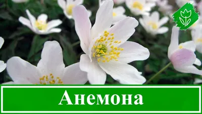 Анемона корончатая Де Кин (De Caen) купить в Киеве, цена — Greensad