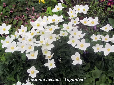Ветреные» цветы