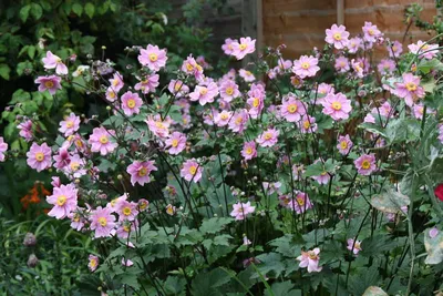 Анемона (Ветреница) пучковая или Нарциссоцветковая (Anemone  fasciculata/narcissiflora)