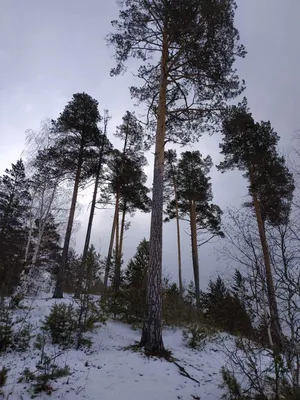 Вагонка из ангарской сосны штиль сорт ПРИМА 85x15x3000 в Москве - ЛесоБиржа  МСК