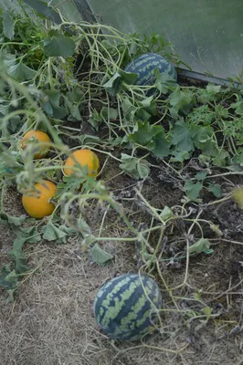 Как вырастить арбуз в теплице? Рассказывает эксперт по сельскому хозяйству  | Вокруг Света
