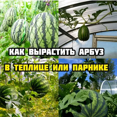 Колымская дачница поделилась секретами выращивания арбузов и дынь в теплице  | Магаданская Правда