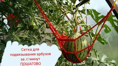 В теплице под Астраханью выращивали арбузы зимой | АРБУЗ