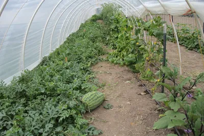 Выращивание арбузов в теплице, в том числе как правильно ухаживать за  растениями, а также особенности на Урале и в других регионах