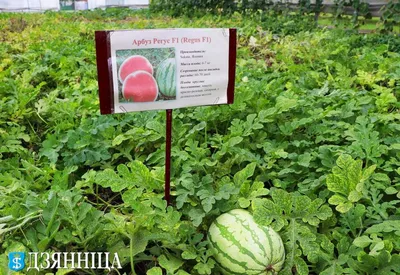 Арбузы и Дыни. Выращивание в открытом грунте и теплице. Башкирия. –  смотреть онлайн все 3 видео от Арбузы и Дыни. Выращивание в открытом грунте  и теплице. Башкирия. в хорошем качестве на RUTUBE