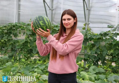 Самый большой арбуз, выросший в теплице в России