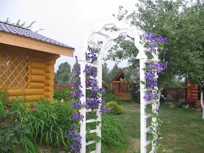 Арки из металла для дачи. 10 фото | Однолетние растения, Дизайн сада,  Ландшафт