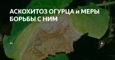 Распространенные болезни огурцов: как выглядят и чем лечить | Садория.ру |  Дзен