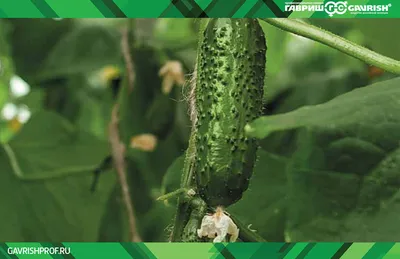 Возможные причины заболевания огурцов и как с ними бороться -