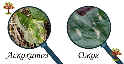 Как вырастить огурцы
