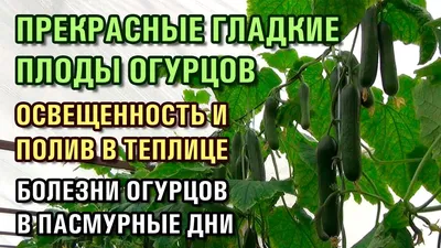 На фото – аскохитоз огурца? - Проблемы с огурцом: физиологические  нарушения, болезни и вредители - GreenTalk.ru