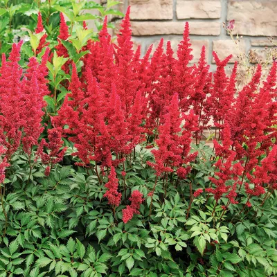 Астильбы (Astilbe) в моём саду. | Садовые затеи | Дзен