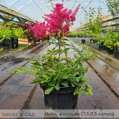 Астильба Арендса Thunder and Lightning - Астильба - GardenPlants