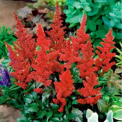 Astilbe chinensis сорта to have and to hold астильба цветет в саду летом |  Премиум Фото