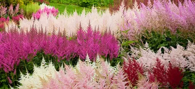 Купить Астильба (Astilbe) с доставкой почтой в интернет-магазине Архиленд