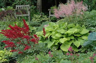 Астильба китайская \"Хат энд Соул\" Astilbe chinensis 'Heart and Soul' -  купить саженцы в Минске и Беларуси