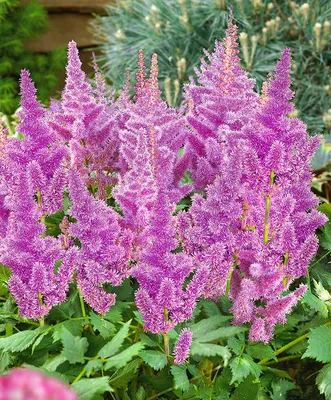 Астильба (ASTILBE) - «Ёлки-метёлки » | отзывы