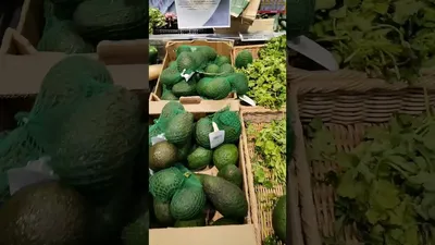 Цікаві факти про авокадо
