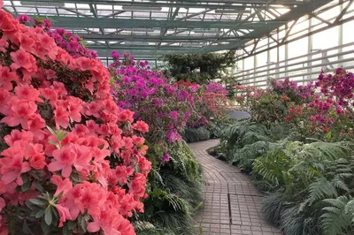 Азалия японская Чери (Azalea japonica Cherie) | САД ПОЛТАВИ