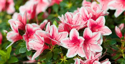 Как выращивать и ухаживать за азалией садовой | GreenMarket