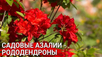Японская Азалия, Рододендрон Япониум Весной В Саду Фотография, картинки,  изображения и сток-фотография без роялти. Image 79451228
