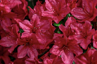 Азалия японская `Мелина`, Azalea japonica `Melina` | СадПарад