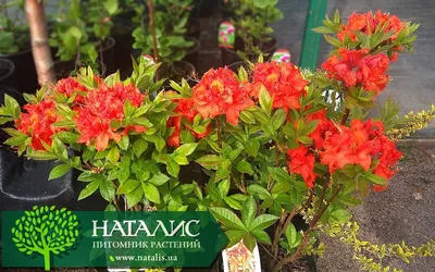 Азалия японская Алотрия (Azalea japonica Allotria) | САД ПОЛТАВИ