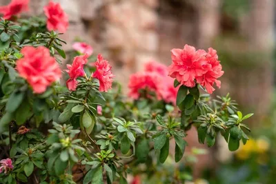 Азалия японская \"Rosinetta\" купить в питомнике растений с доставкой по  Самаре и Самарской области, саженцы, выращивание, посадка и уход