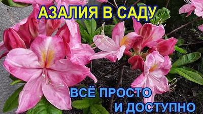 Садовые азалии - рододендроны - YouTube