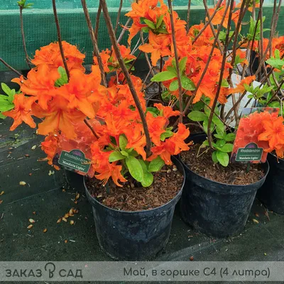 Рододендрон В Саду — стоковые фотографии и другие картинки Азалия - Азалия,  Без людей, Белый - iStock