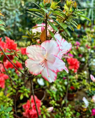 Азалия японская Бабочка (Azalea japonica Babuchka) | САД ПОЛТАВИ
