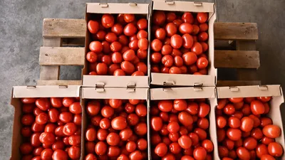Помидоры розовые [узбекистан] - купить по выгодной цене | MANGOMAN LLC