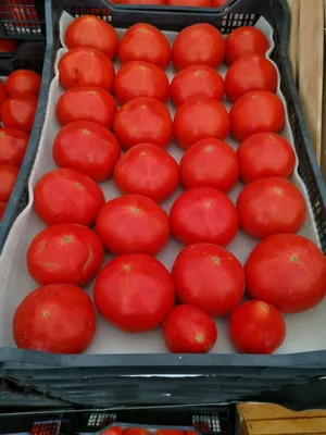 Купить розовые помидоры в Fruitonline.ru