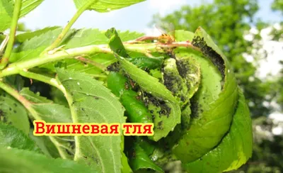 Как получить большой урожай вкусных огурцов