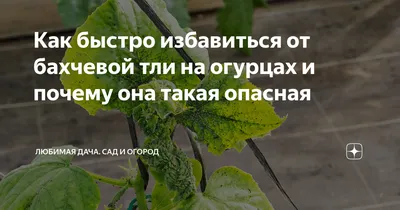 Болезни и вредители огурцов: мучнистая роса, пероноспороз, белая, корневая  гниль, тля, слизни, муравьи, клещ, методы борьбы, меры профилактики